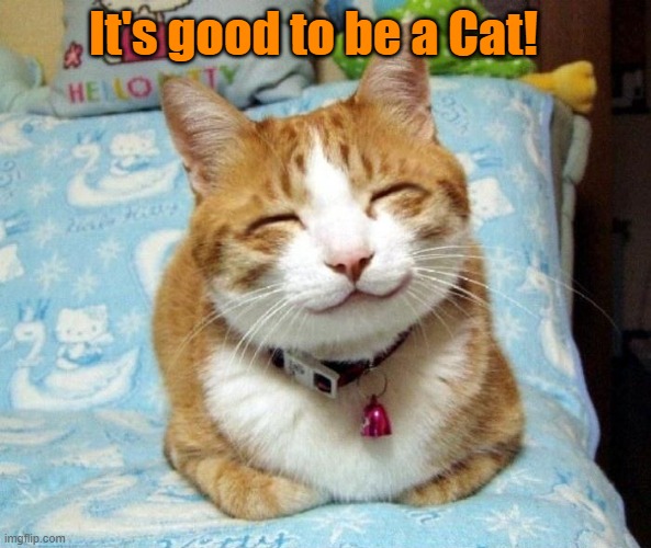 Cute Smiling Cat | It's good to be a Cat! | image tagged in cute smiling cat | made w/ Imgflip meme maker