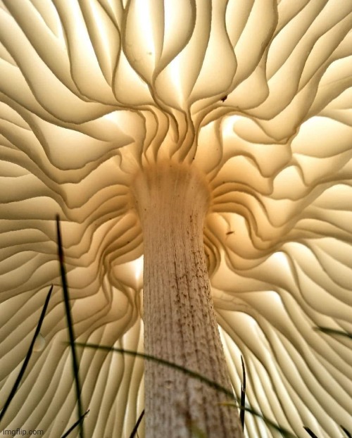 Under the mushroom | image tagged in mushroom,view,beautiful nature,awesome pic | made w/ Imgflip meme maker