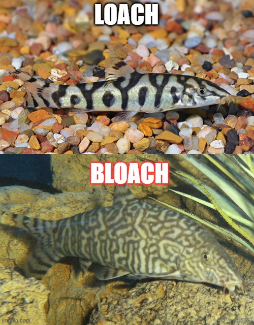 Bloach | LOACH; BLOACH | image tagged in expanding brain | made w/ Imgflip meme maker