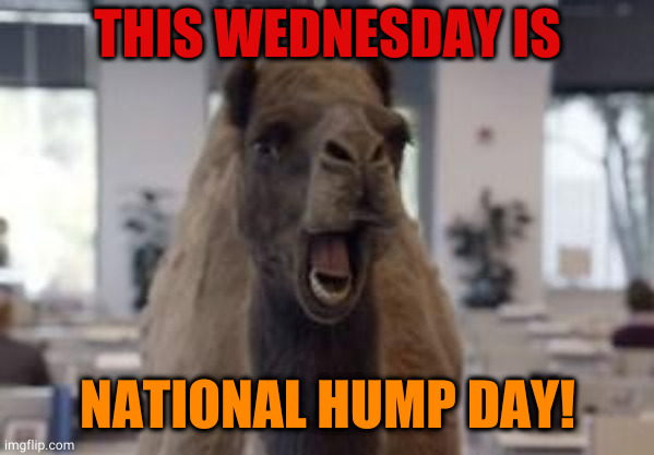 national hump day | THIS WEDNESDAY IS; NATIONAL HUMP DAY! | image tagged in hump day camel | made w/ Imgflip meme maker