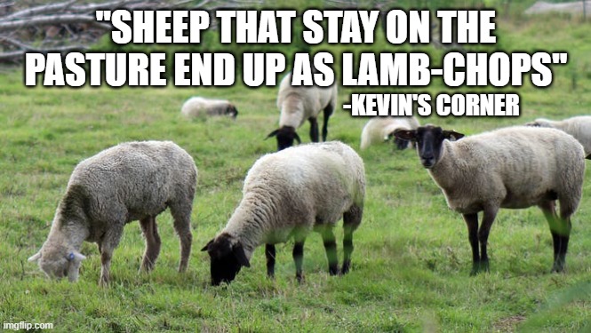 Sheep | "SHEEP THAT STAY ON THE PASTURE END UP AS LAMB-CHOPS"; -KEVIN'S CORNER | image tagged in sheep | made w/ Imgflip meme maker