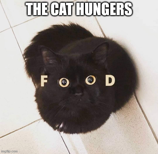 CatFood | THE CAT HUNGERS | image tagged in cat,food | made w/ Imgflip meme maker