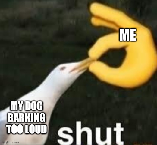 it do be like that tho | ME; MY DOG BARKING TOO LOUD | image tagged in shut seagull,memes,funny,relatable,dogs | made w/ Imgflip meme maker