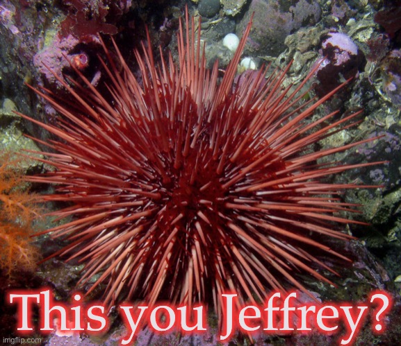 This you Jeffrey? | image tagged in demisexual_sponge | made w/ Imgflip meme maker