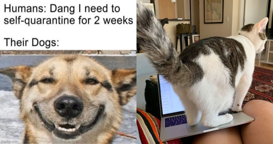 it has a cat in the photo | image tagged in dog,cat | made w/ Imgflip meme maker