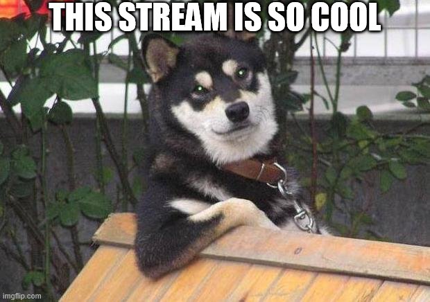 Cool dog | THIS STREAM IS SO COOL | image tagged in cool dog | made w/ Imgflip meme maker