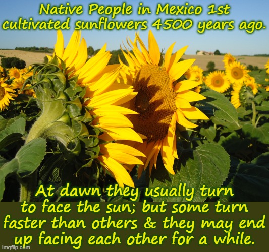 My people eventually spread them all the way to Canada. |  Native People in Mexico 1st cultivated sunflowers 4500 years ago. At dawn they usually turn to face the sun; but some turn faster than others & they may end
up facing each other for a while. | image tagged in facing sunflower,native american,history | made w/ Imgflip meme maker