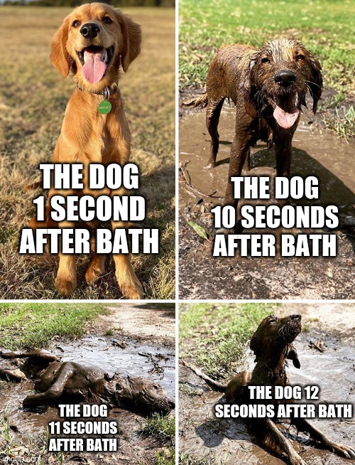 They don't stay clean for long |  THE DOG 10 SECONDS AFTER BATH; THE DOG 1 SECOND AFTER BATH; THE DOG 12 SECONDS AFTER BATH; THE DOG 11 SECONDS AFTER BATH | image tagged in 4 panel dog getting dirtier meme,animals,cute,dogs,before and after,memes | made w/ Imgflip meme maker