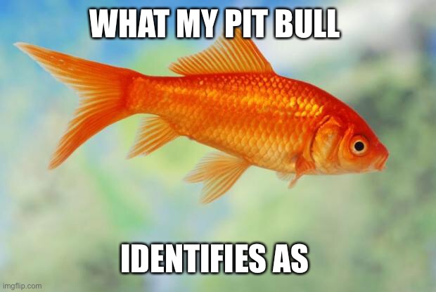 Goldfish of purity | WHAT MY PIT BULL IDENTIFIES AS | image tagged in goldfish of purity | made w/ Imgflip meme maker