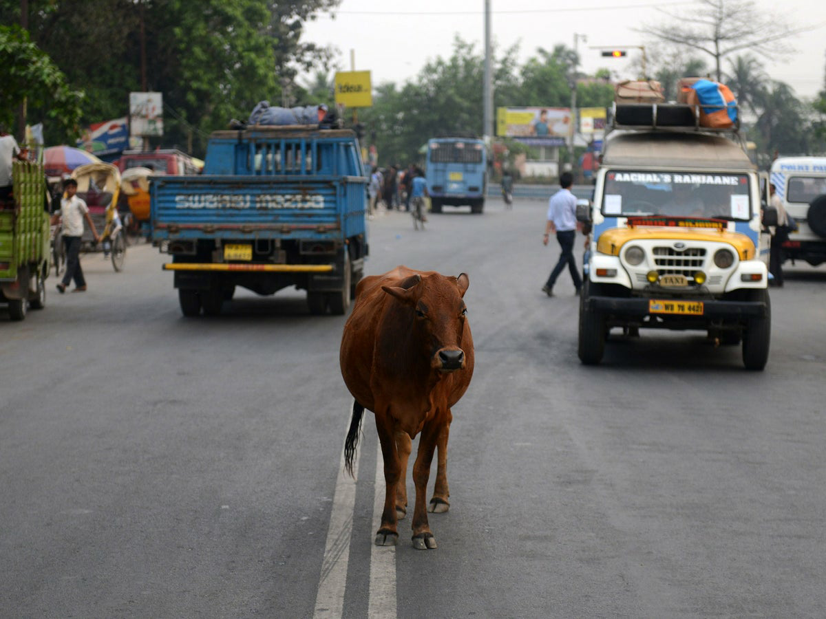 Cow in Indian street Blank Meme Template