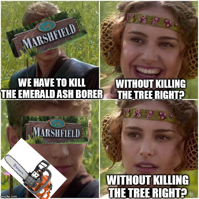 Marshfield Be Like Dat Doe | WE HAVE TO KILL THE EMERALD ASH BORER; WITHOUT KILLING THE TREE RIGHT? WITHOUT KILLING THE TREE RIGHT? | image tagged in anakin padme for the better,marshfield,wisconsin,tree,emerald ash borer,marshfield wisconsin | made w/ Imgflip meme maker
