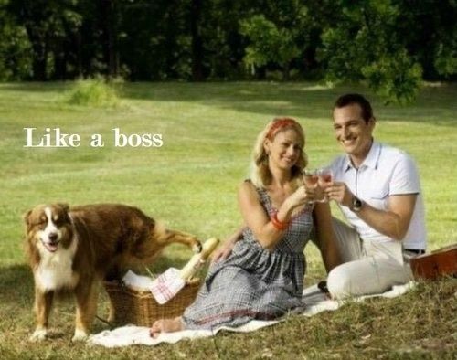 image tagged in funny,animals