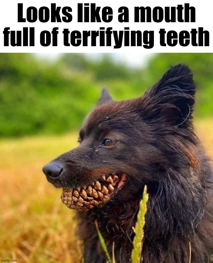 Looks like a mouth full of terrifying teeth | image tagged in dogs | made w/ Imgflip meme maker