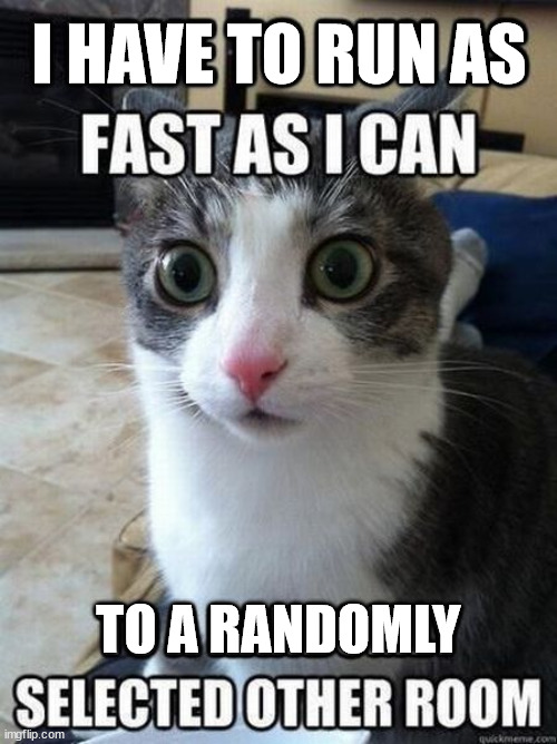 I HAVE TO RUN AS; TO A RANDOMLY | image tagged in cats | made w/ Imgflip meme maker