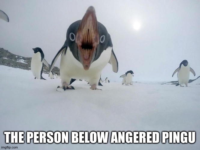 Angry Penguin | THE PERSON BELOW ANGERED PINGU | image tagged in angry penguin | made w/ Imgflip meme maker