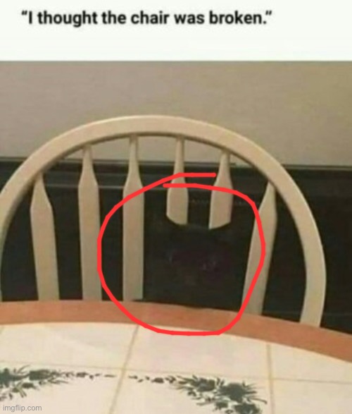 Why did someone disprove this meme??? | image tagged in cat,chair | made w/ Imgflip meme maker