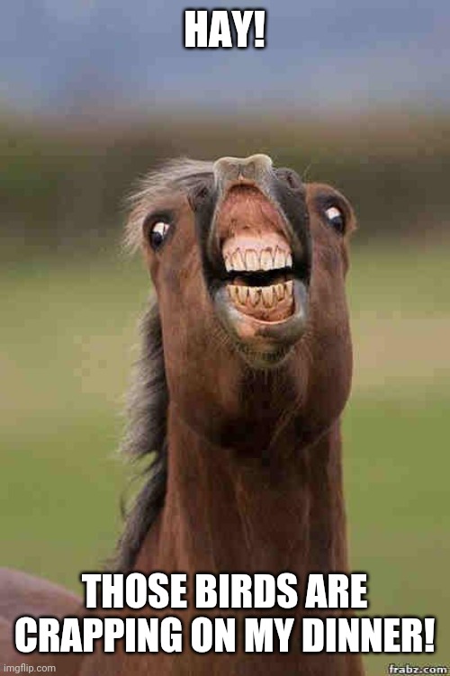 horse face | HAY! THOSE BIRDS ARE CRAPPING ON MY DINNER! | image tagged in horse face | made w/ Imgflip meme maker