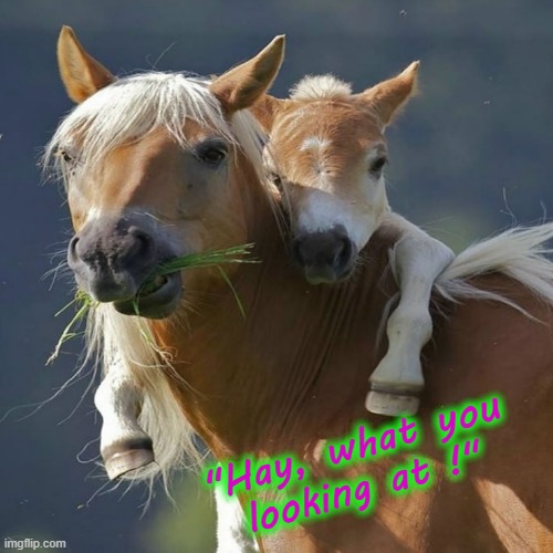 "Hay, what you looking at !" | "Hay, what you
looking at !" | image tagged in funny horse | made w/ Imgflip meme maker