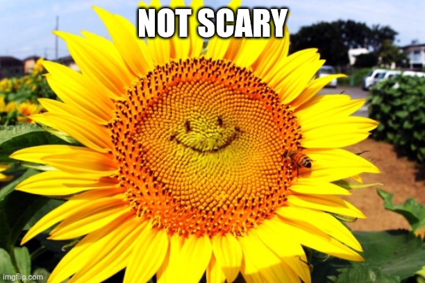 Not Scary at All | NOT SCARY | image tagged in not scary at all | made w/ Imgflip meme maker