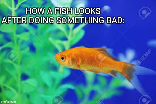 HOW A FISH LOOKS AFTER DOING SOMETHING BAD: | made w/ Imgflip meme maker