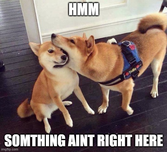 Hmm | HMM; SOMTHING AINT RIGHT HERE | image tagged in funny dogs | made w/ Imgflip meme maker