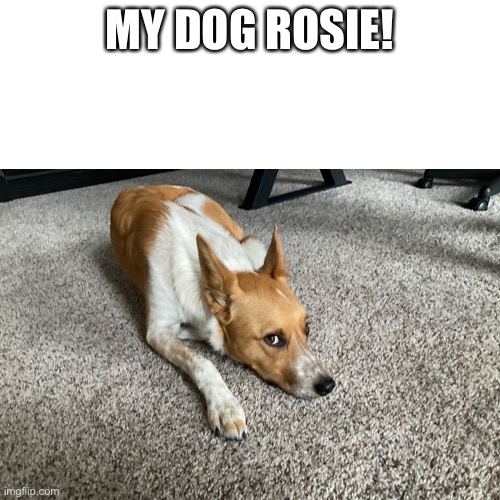 Rosie! | MY DOG ROSIE! | image tagged in dog | made w/ Imgflip meme maker
