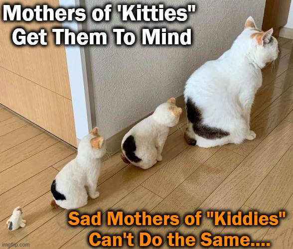 Cat 'Mother of the Year'? | Mothers of 'Kitties" 
Get Them To Mind; Sad Mothers of "Kiddies" 
Can't Do the Same.... | image tagged in cats,cute cats,mothers,mother of the year,cuteness overload | made w/ Imgflip meme maker