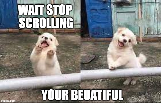 Wait! Stop scrolling! | WAIT STOP
 SCROLLING; YOUR BEUATIFUL | image tagged in wait stop scrolling,dog,cute animals | made w/ Imgflip meme maker