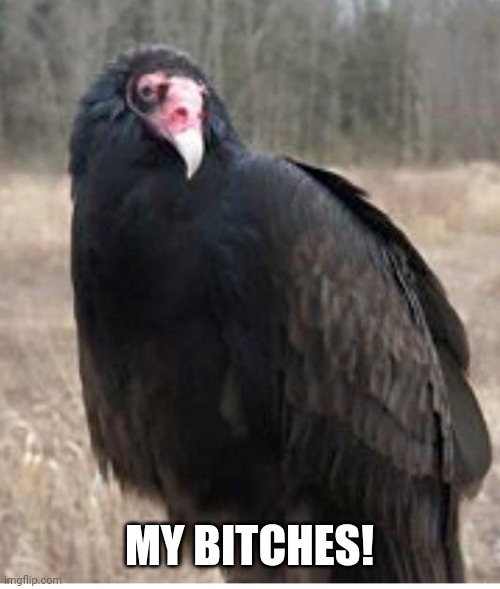Buzzard | MY BITCHES! | image tagged in buzzard | made w/ Imgflip meme maker