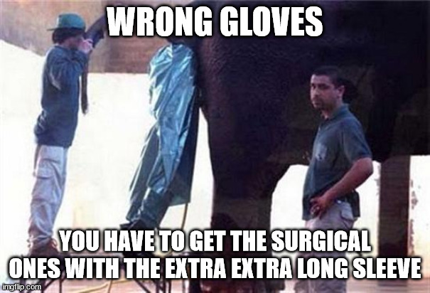 Elephant Ass | WRONG GLOVES YOU HAVE TO GET THE SURGICAL ONES WITH THE EXTRA EXTRA LONG SLEEVE | image tagged in elephant ass | made w/ Imgflip meme maker