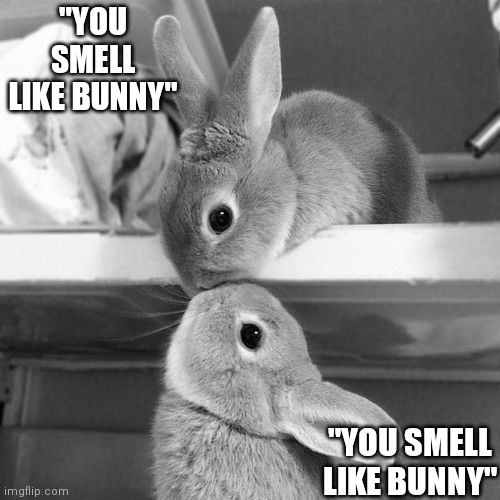 YOU BOTH SMELL LIKE BUNNY | "YOU SMELL LIKE BUNNY"; "YOU SMELL LIKE BUNNY" | image tagged in bunny,rabbit,bunnies,rabbits | made w/ Imgflip meme maker