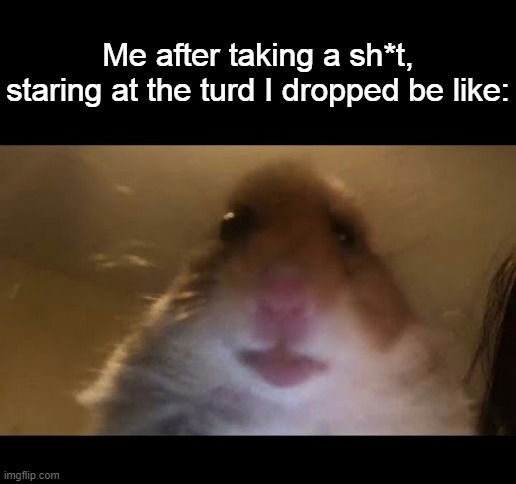 Hamster looking at camera | Me after taking a sh*t, staring at the turd I dropped be like: | image tagged in hamster looking at camera | made w/ Imgflip meme maker