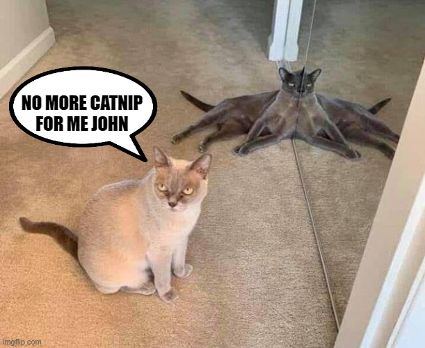 no more catnip for me! | NO MORE CATNIP FOR ME JOHN | image tagged in illusion,cat,mirror,catnip | made w/ Imgflip meme maker