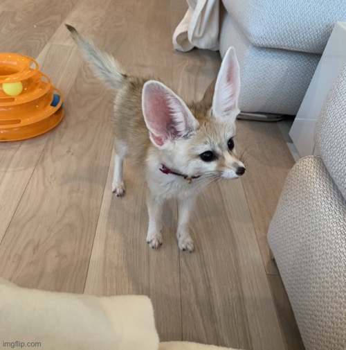 It’s a fennec fox and it’s not mine | made w/ Imgflip meme maker