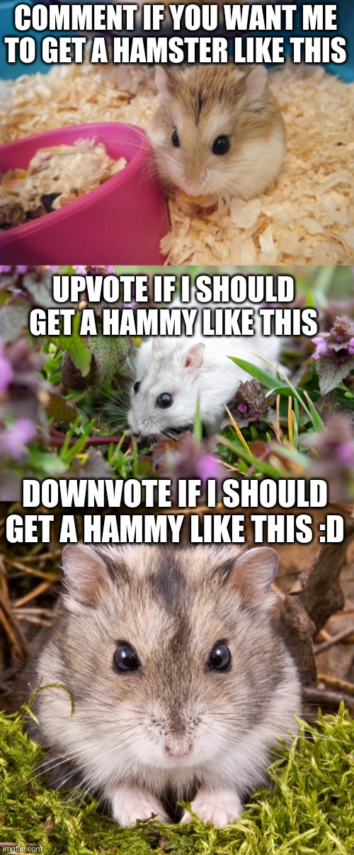 COMMENT IF YOU WANT ME TO GET A HAMSTER LIKE THIS; UPVOTE IF I SHOULD GET A HAMMY LIKE THIS; DOWNVOTE IF I SHOULD GET A HAMMY LIKE THIS :D | made w/ Imgflip meme maker