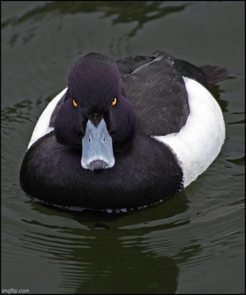 Angry duck | image tagged in angry duck | made w/ Imgflip meme maker