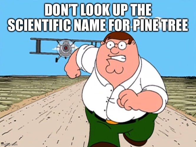 Peter Griffin running away | DON’T LOOK UP THE SCIENTIFIC NAME FOR PINE TREE | image tagged in peter griffin running away | made w/ Imgflip meme maker