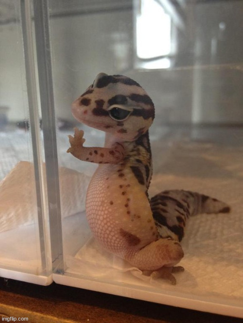 Sad Gecko | image tagged in sad gecko | made w/ Imgflip meme maker