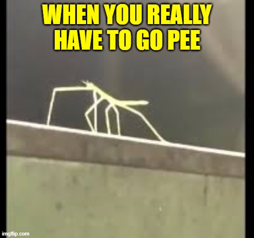 me when need to go pee |  WHEN YOU REALLY HAVE TO GO PEE | image tagged in stickbug | made w/ Imgflip meme maker