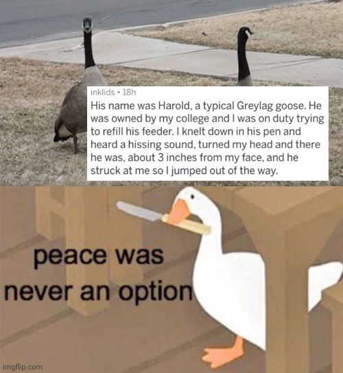 Greylag goose | image tagged in untitled goose peace was never an option,goose,you had one job,you had one job just the one,funny,memes | made w/ Imgflip meme maker