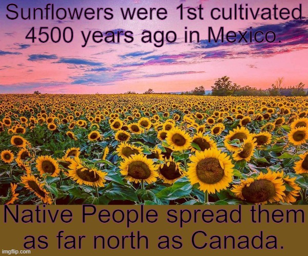 My ancestors bred them to get bigger. | Sunflowers were 1st cultivated 4500 years ago in Mexico. Native People spread them
as far north as Canada. | image tagged in sunflowers,seeds,oil,native american,history | made w/ Imgflip meme maker