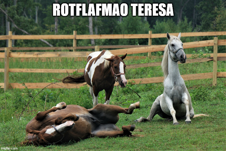 laughing |  ROTFLAFMAO TERESA | image tagged in horses,layghing | made w/ Imgflip meme maker