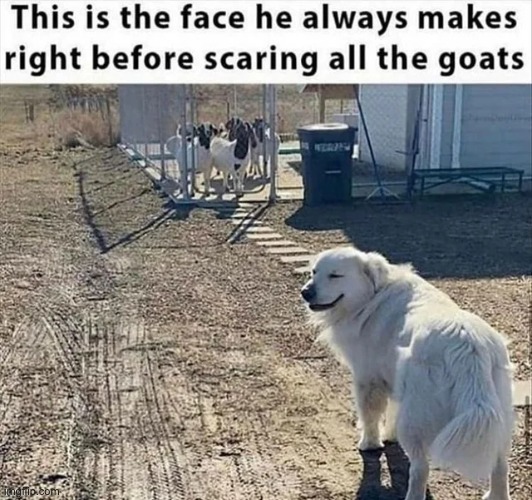 Haha I succeed in scaring goats! | image tagged in goat,dog,lol | made w/ Imgflip meme maker