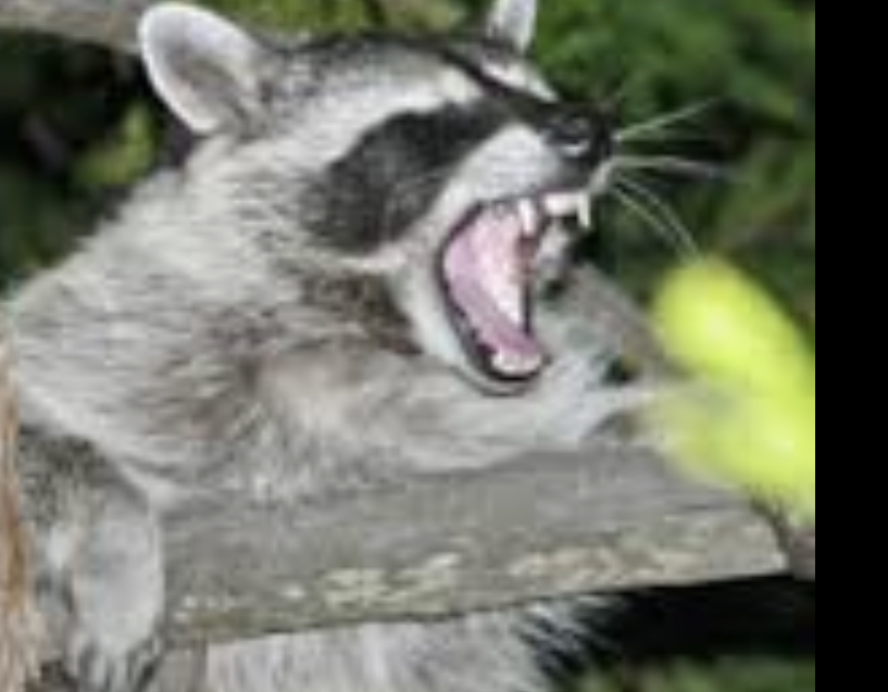 Angry raccoon Blank Meme Template