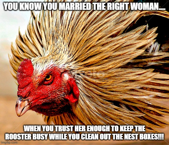 You know you married the right woman... | YOU KNOW YOU MARRIED THE RIGHT WOMAN.... WHEN YOU TRUST HER ENOUGH TO KEEP THE ROOSTER BUSY WHILE YOU CLEAN OUT THE NEST BOXES!!! | image tagged in homestead,chickens | made w/ Imgflip meme maker