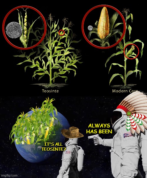 Thicc Teosinte | ALWAYS HAS BEEN; IT'S ALL TEOSINTE? | image tagged in memes,always has been,native american,historical meme,corn | made w/ Imgflip meme maker