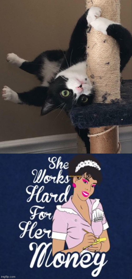 image tagged in cats | made w/ Imgflip meme maker