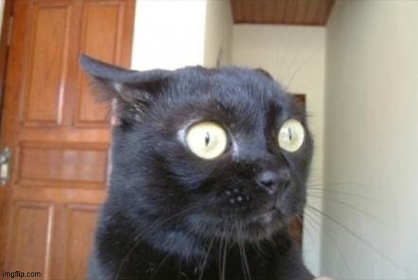 Cannot Be Unseen Cat | image tagged in cannot be unseen cat | made w/ Imgflip meme maker