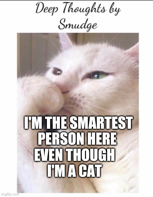 Smudge | I'M THE SMARTEST PERSON HERE; EVEN THOUGH I'M A CAT | image tagged in smudge | made w/ Imgflip meme maker