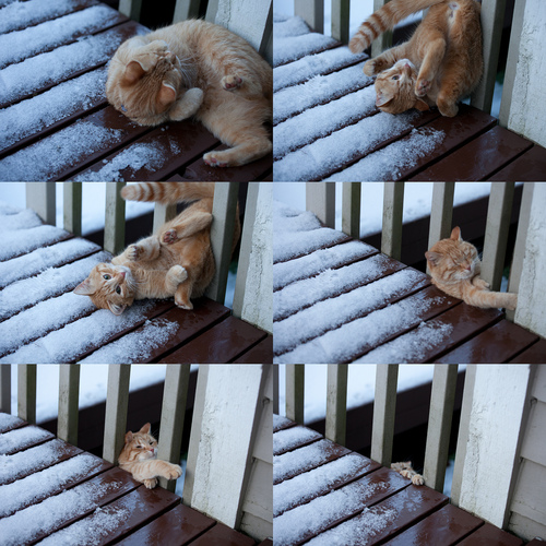 image tagged in cats,animals,funny